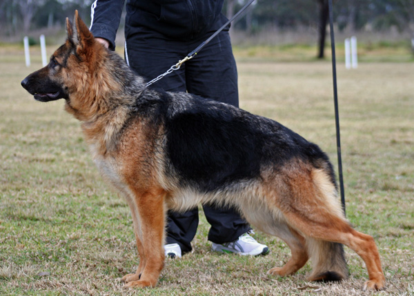 Sundaneka Gheisha Girl